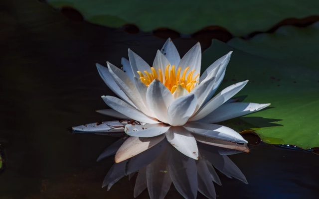 A flower with white petals floating on the surfae of a pond