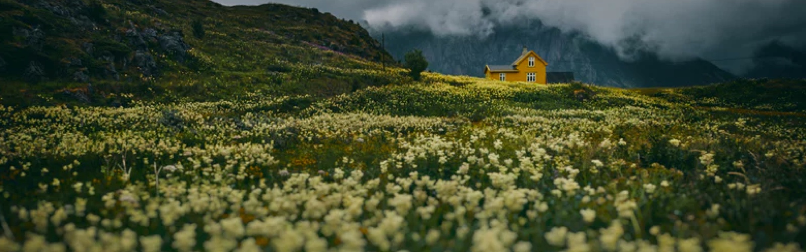 A yellow house in a field of light yellow flowers with a mountain in the background covered in clouds